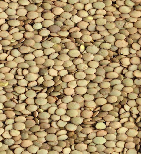 عدس سبز متوسط کانادا