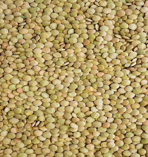 عدس سبز کانادا