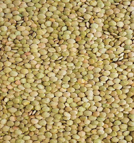 عدس سبز کانادا